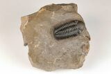 Detailed Reedops Trilobite - Atchana, Morocco #204159-1